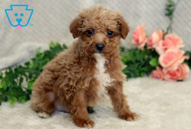 Fizz Mini Goldendoodle image