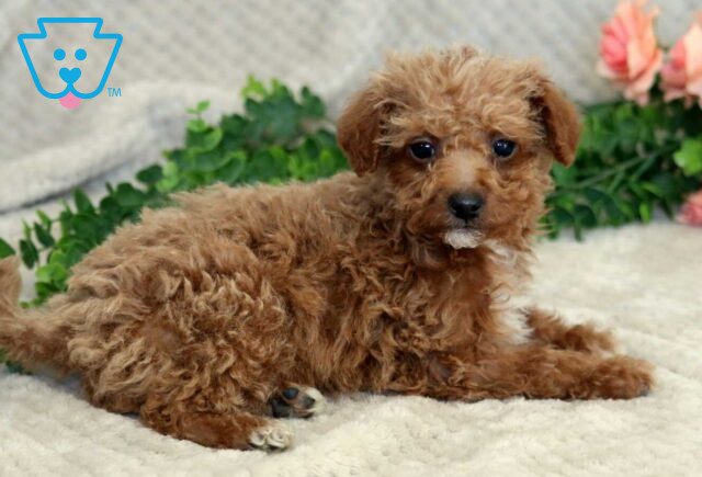 Fizz Mini Goldendoodle2 image