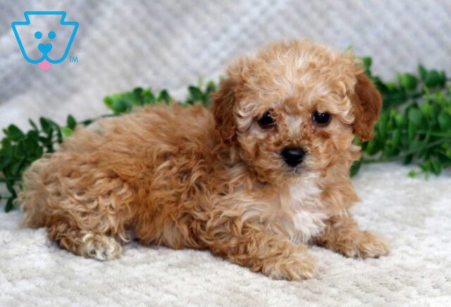 Flory Mini Goldendoodle image