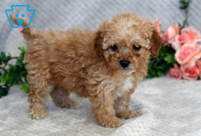 Flory Mini Goldendoodle2 image