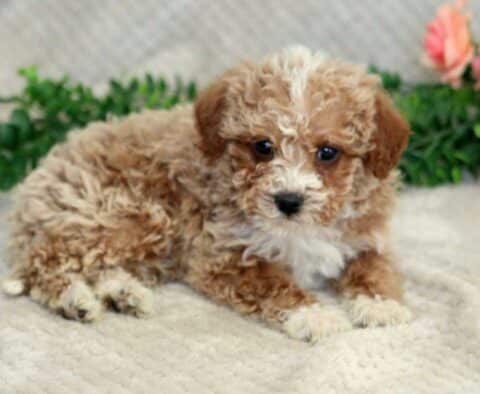 Flow Mini Goldendoodle