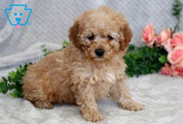 Fluff Mini Goldendoode image