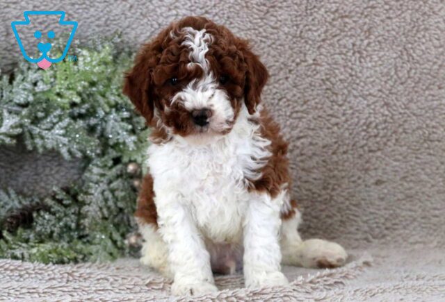 Forest Mini Poodle image