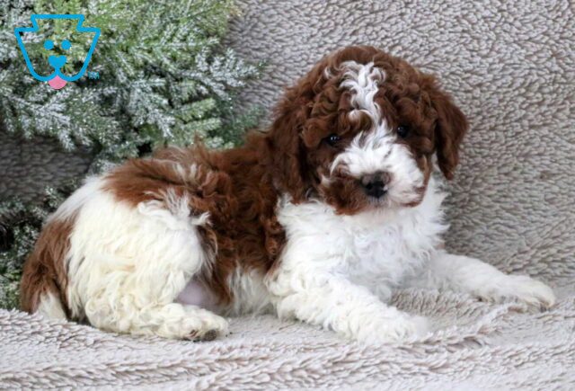 Forest Mini Poodle2 image