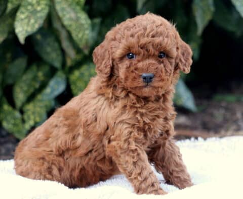 Frankie Toy Poodle
