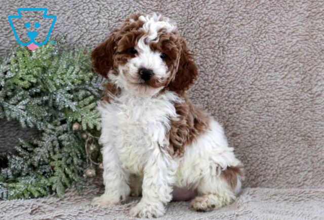 Frankin Mini Poodle image