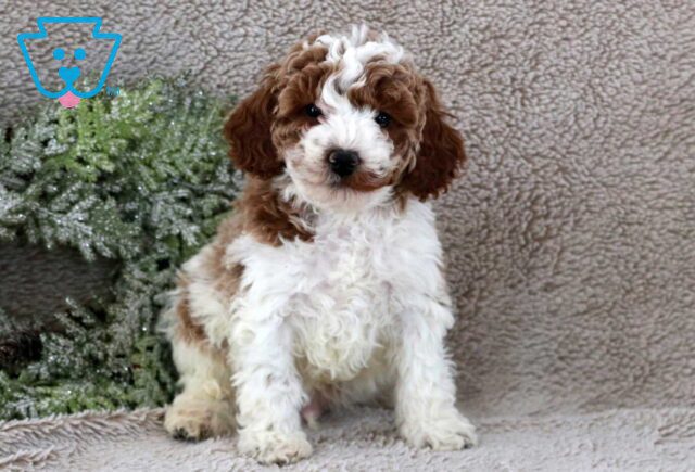 Frankin Mini Poodle2 image