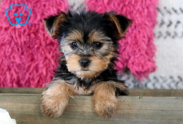 Frisky Yorkie image