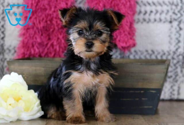 Frisky Yorkie2 image