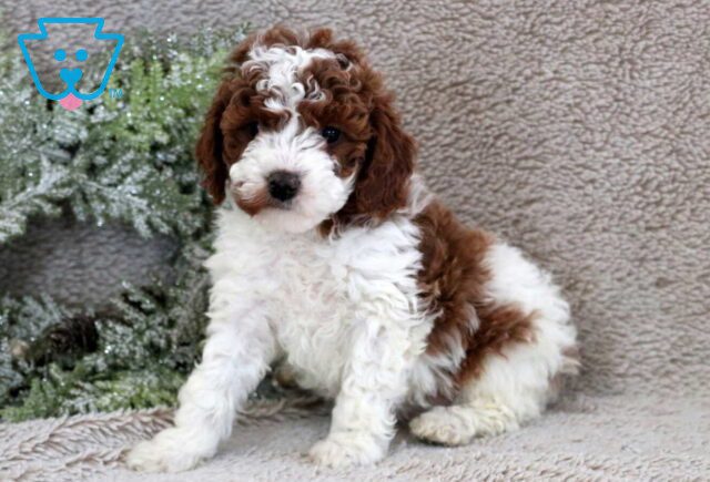 Furby Mini Poodle image