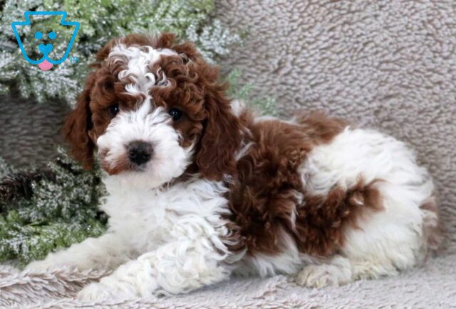 Furby Mini Poodle2 image
