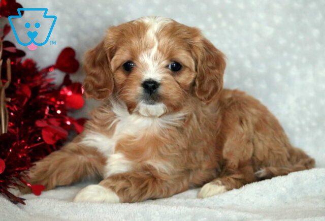 Gabby Cavapoo image