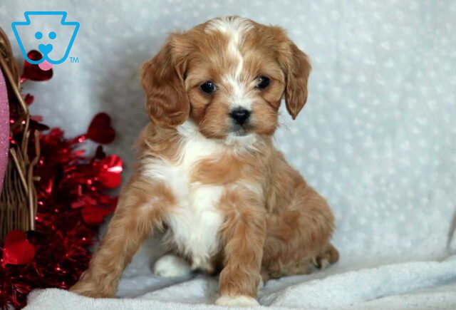 Gabby Cavapoo2 image