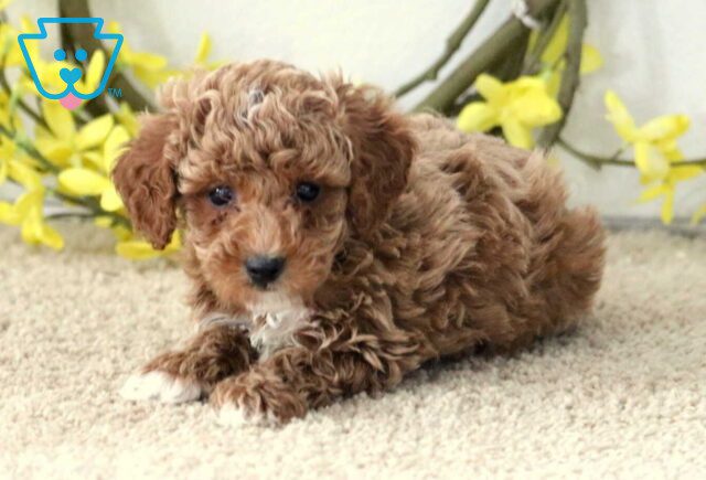 Garett Mini Poodle image