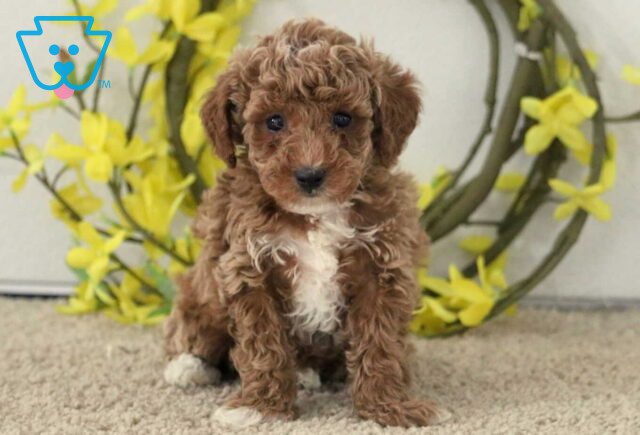 Garett Mini Poodle2 image