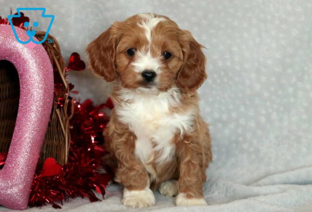 Garfield Cavapoo image