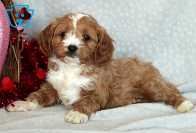 Garfield Cavapoo2 image