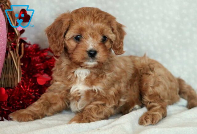 Gavin Cavapoo image