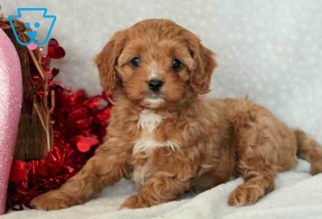 Gavin Cavapoo2 image