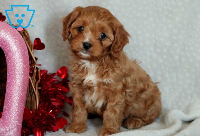 Gavin Cavapoo3 image
