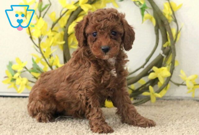 Giggles Mini Poodle image