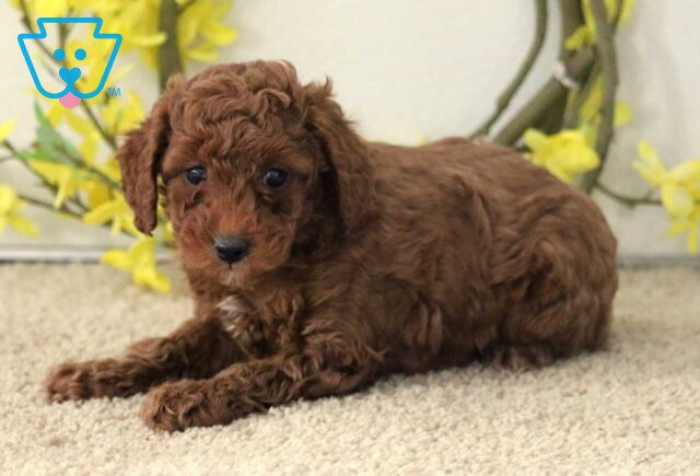 Giggles Mini Poodle2 image