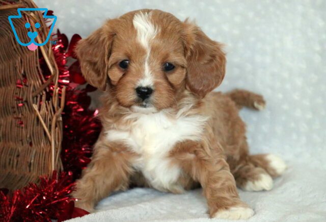 Gio Cavapoo image