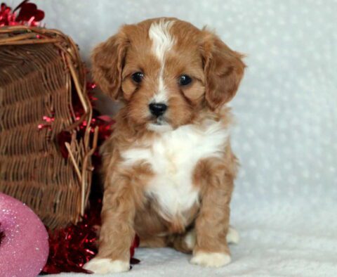 Gio Cavapoo2