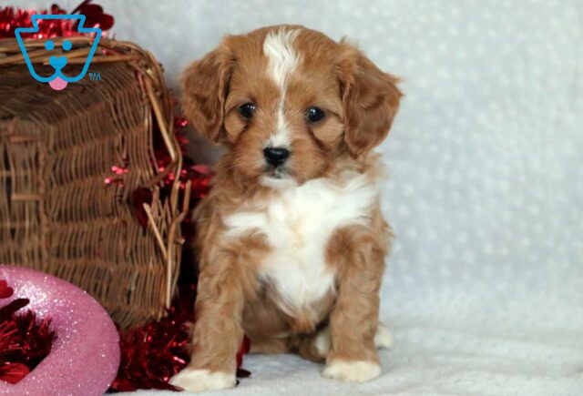 Gio Cavapoo2 image
