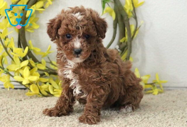 Gordo Mini Poodle image