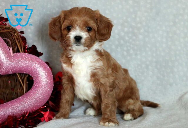 Graham Cavapoo image