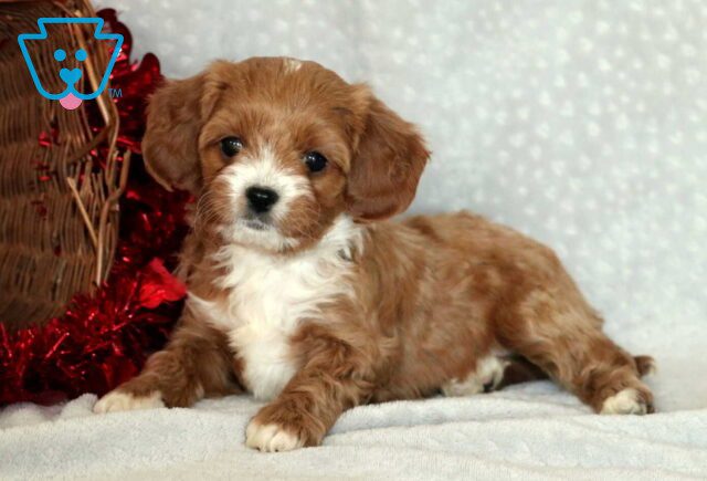 Graham Cavapoo2 image