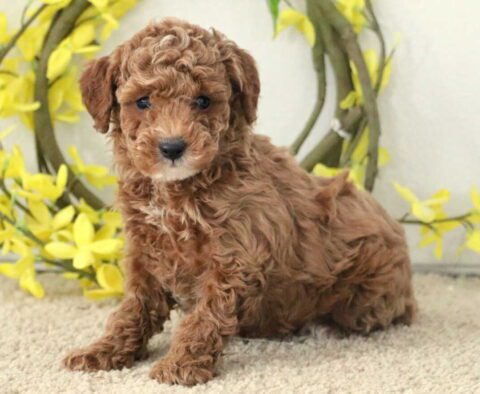 Grayson Mini Poodle2