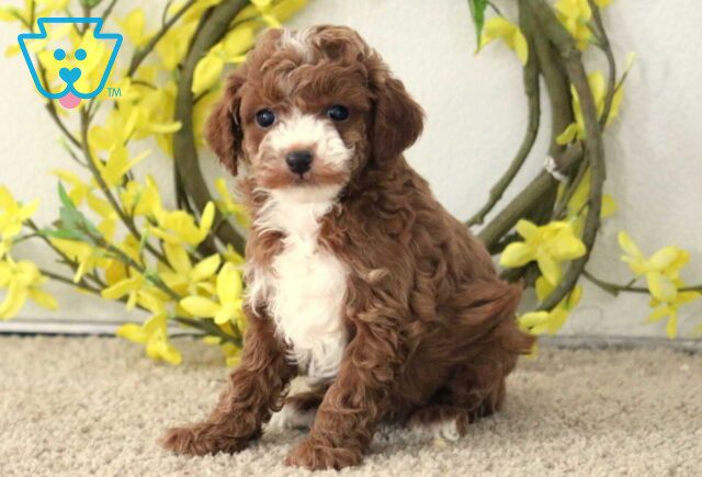 Gumdrop Mini Poodle image