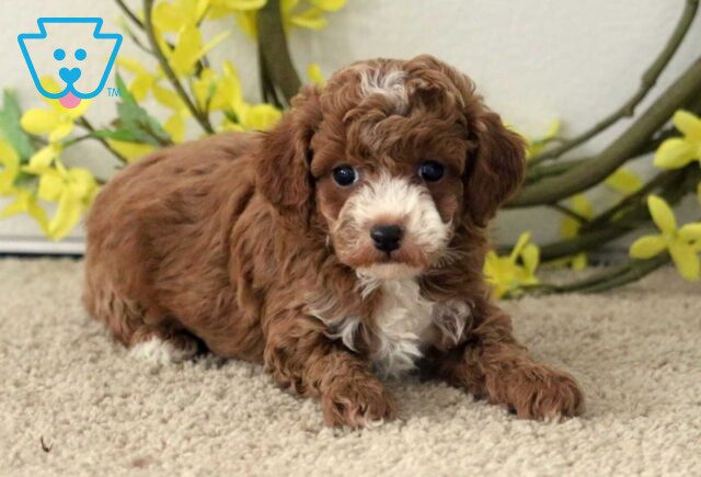 Gumdrop Mini Poodle2 image