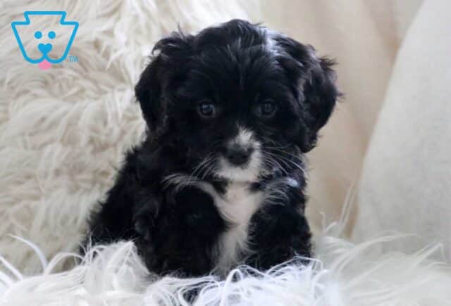 Hampton Cavapoo image