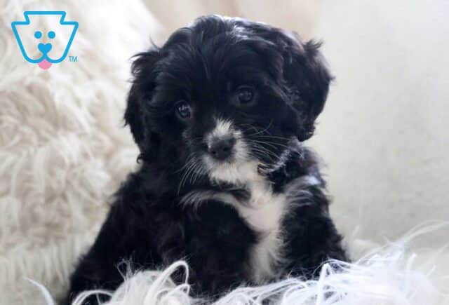 Hampton Cavapoo2 image
