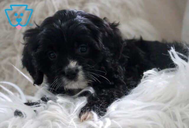 Hampton Cavapoo3 image