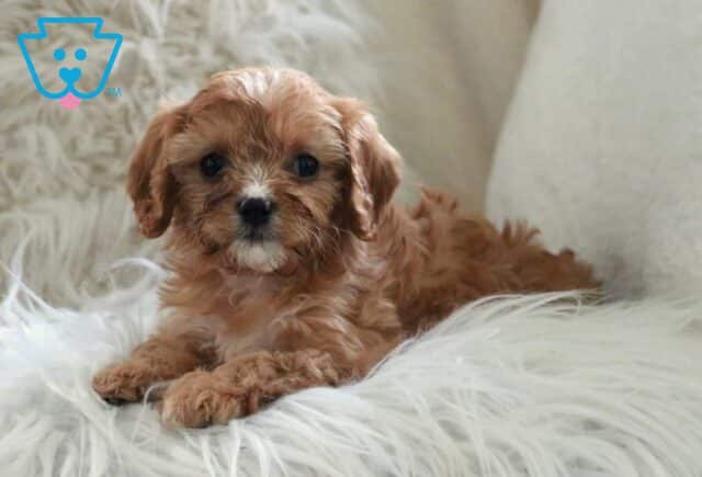 Hannah Cavapoo2 image
