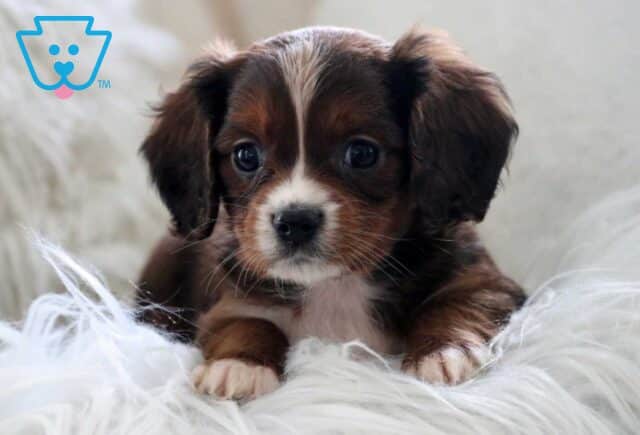 Happy Cavapoo image