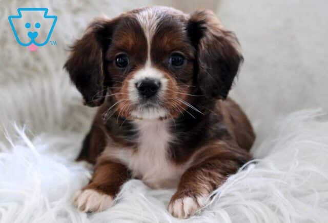 Happy Cavapoo2 image