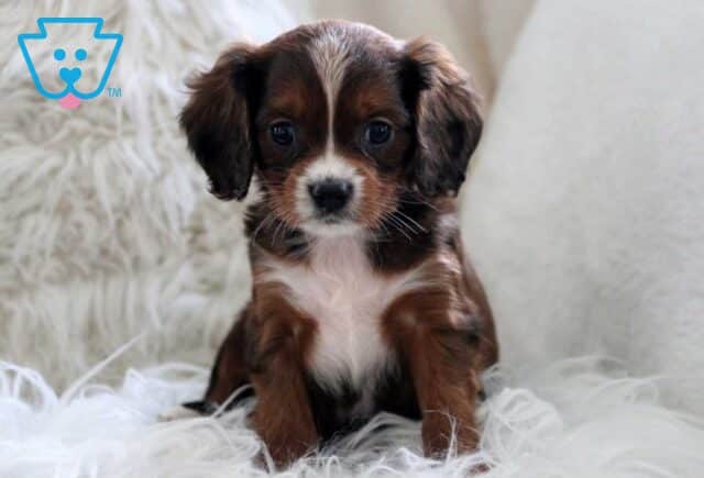 Happy Cavapoo3 image