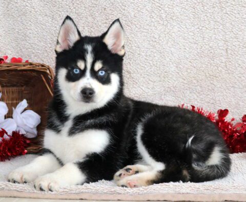 Happy Pomsky3
