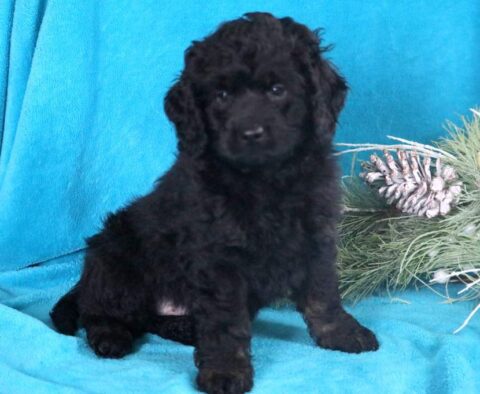 Harley Cockapoo