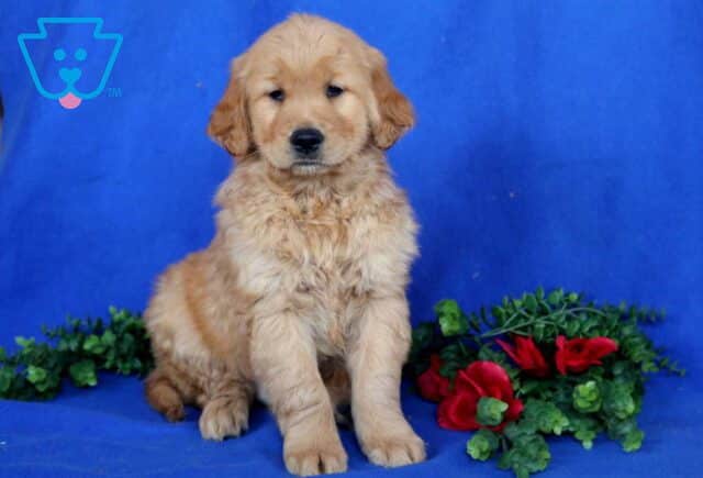 Harley Golden image