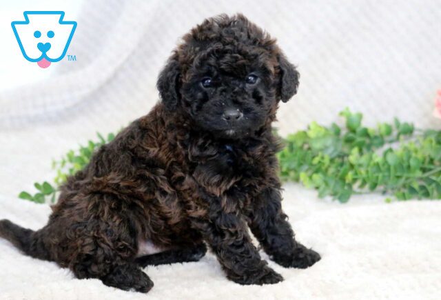 Hayden Mini Goldendoodle image