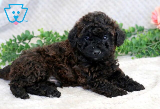 Hayden Mini Goldendoodle2 image