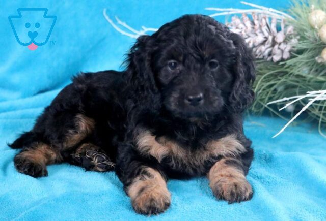 Hayven Cockapoo image