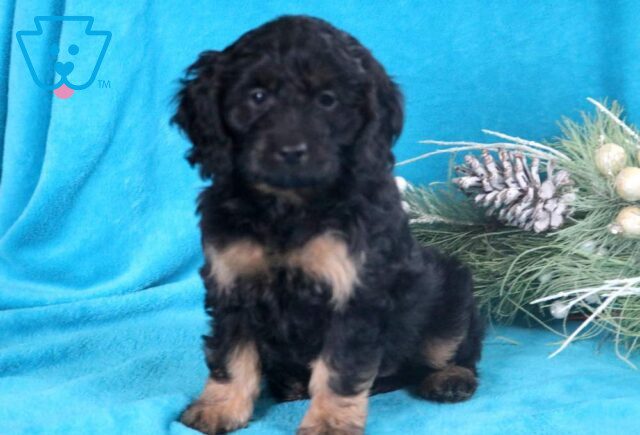 Hayven Cockapoo2 image
