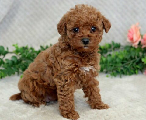 Hazel Mini Goldendoodle2